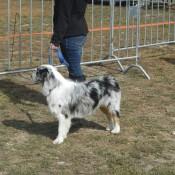 Aussie Shepard at Scarecrow Fest St. Charles IL 2012