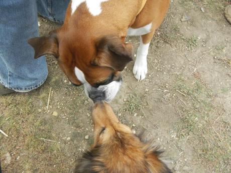 Photos of Scarecrow Festival – A Dog Day in Illinois