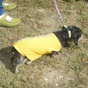 More dogs at scarecrow fest 2012