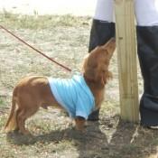 Sniffing a Scarecrow