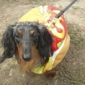 A TRUE Chicago Hot Dog at Scarecrow Fest