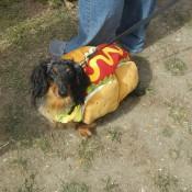 Doggie in a Hot Dog Costume  at Scarecrow Fest St. Charles IL 2012