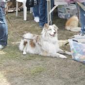 Aussie Shepard  2 at Scarecrow Fest St. Charles IL 2012