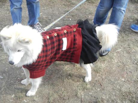 Doggies in costume at Scarecrow Fest St. Charles IL 2012