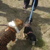 Punkin making Friends at Scarecrow Fest St. Charles IL 2012