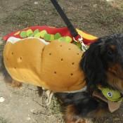 A Hot Dog Dog at Scarecrow Fest St. Charles IL 2012