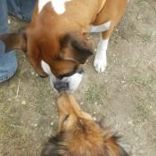 Punkin Saying hi to a boxer at Scarecrow Fest St. Charles IL 2012