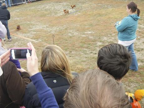 Wiener Dog Races at Scarecrow Fest St. Charles IL