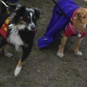 Two Doggies at Scarecrow Fest St. Charles IL 2012