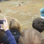 Wiener Dog Races at Scarecrow Fest St. Charles IL