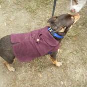 Wiener in a Jacket at Scarecrow Fest St. Charles IL 2012