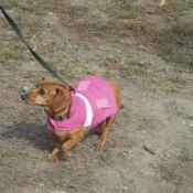 Wiener dog princess at Scarecrow Fest St. Charles IL 2012