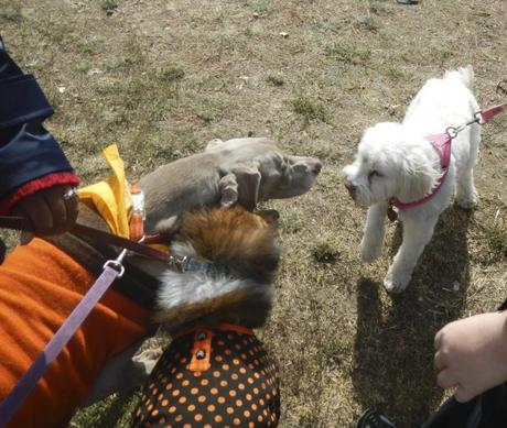 Saying Hi to new Friends at Scarecrow Fest St. Charles IL 2012