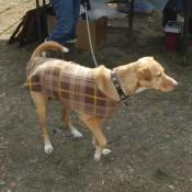 Scottish Doggy at Scarecrow Fest St. Charles IL 2012