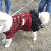 Doggies in costume at Scarecrow Fest St. Charles IL 2012