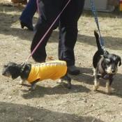 More doggies in costume at Scarecrow Fest St. Charles IL 2012