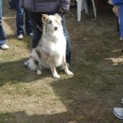 Aussie Shepard at Scarecrow Fest