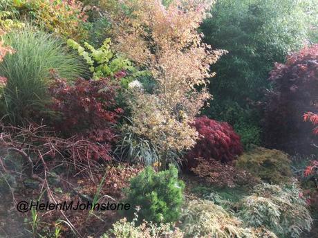 Autumnal Asters: A Garden Visit