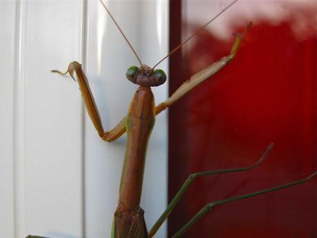 praying mantis on our door last saturday night