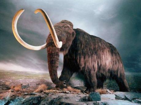 Potentially Cloneable Wooly Mammoth Found In Siberia