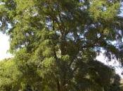 Plant Week: Robinia Viscosa