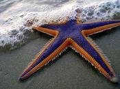 Colorful Bizarre World Starfish