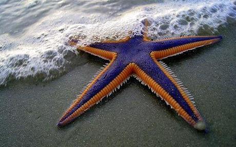 The Colorful And Bizarre World Of Starfish