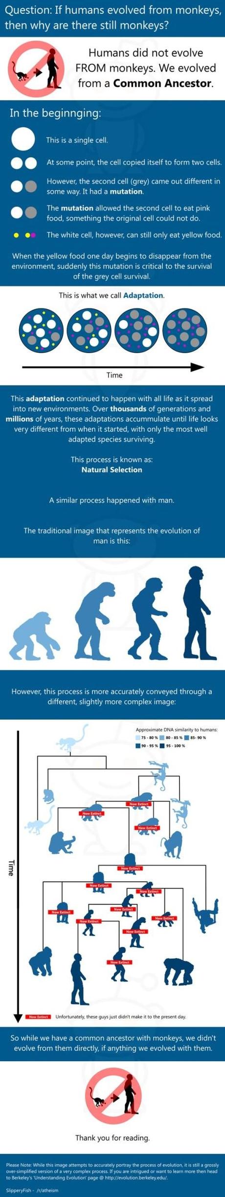 Evolution for a Nutshell