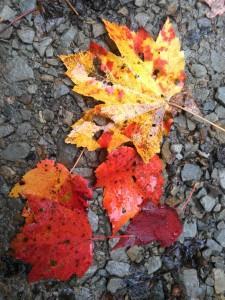 Fall Colors_5