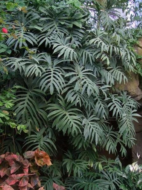 A Tour of the Glasshouse at Wisley