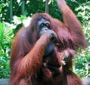 Sumatran Orang-utan