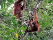 Featured Animal: Sumatran Orang-utan