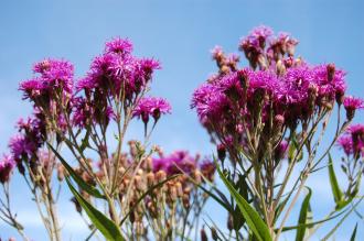 Vernonia fasciculata Flower (08/09/2012, Kew Garden, London)