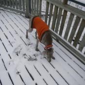 Zoe inspecting the snow