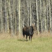 Moose in Northern Canada