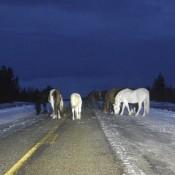 a herd of wild horses along the Alaska Highway