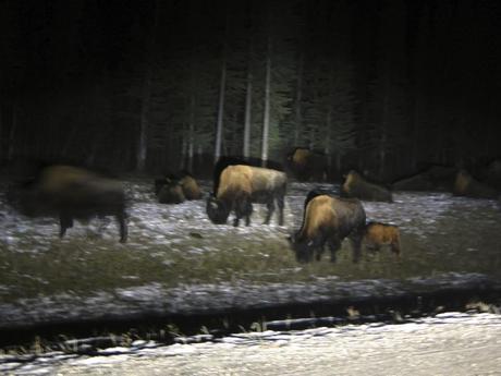 Bison Grazing along the Alaskan Highway