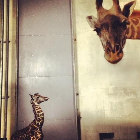 Baby Giraffe Born At Greenville, SC Zoo