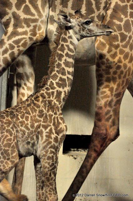 Baby Giraffe Born At Greenville, SC Zoo