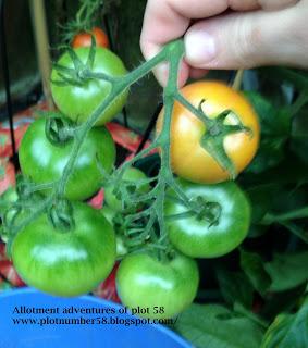 Green Tomatoes anyone?.........