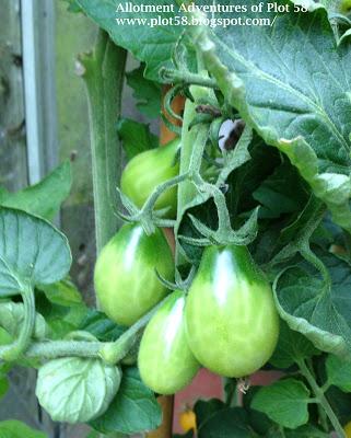Green Tomatoes anyone?.........