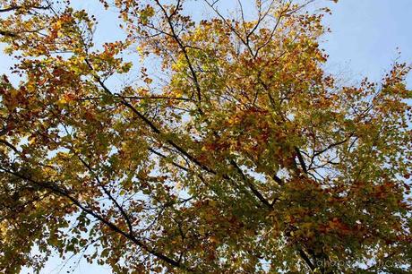 Wordless Wednesday - The falling leaves of autumn