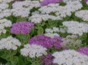 Plant Week: Sedum Spectabile ‘Stardust’