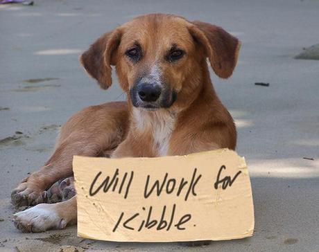 Unemployment Hits New Class: DOGS BEING LAID OFF!