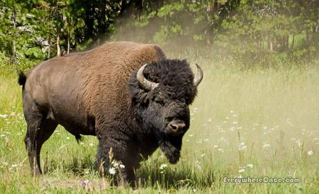 Yellowstone National Park Bison Buffalo Wildlife