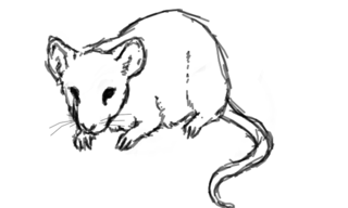 Rat2