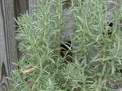 Rosemary: More Than Flavorful Herb