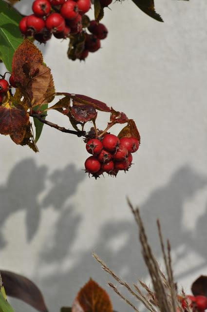 Oranges, Reds, Bugs and Seed Heads