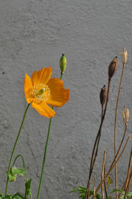 Oranges, Reds, Bugs and Seed Heads