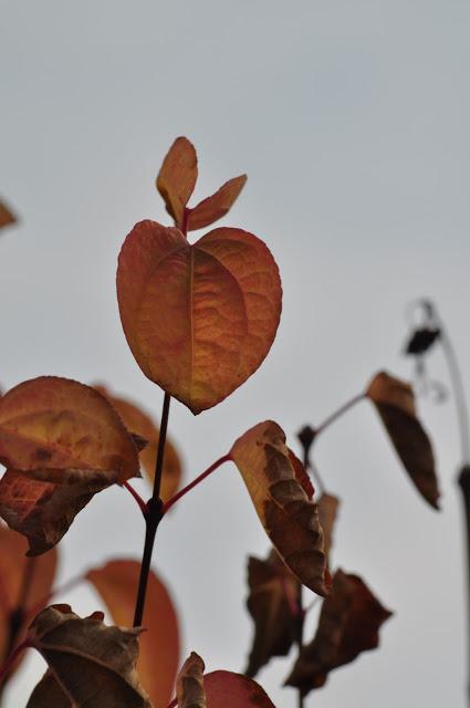 Oranges, Reds, Bugs and Seed Heads